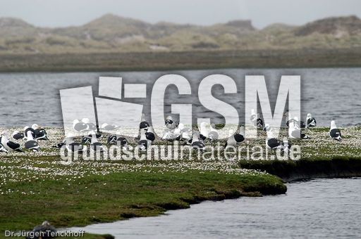 Mantelmöve (1 von 3).jpg